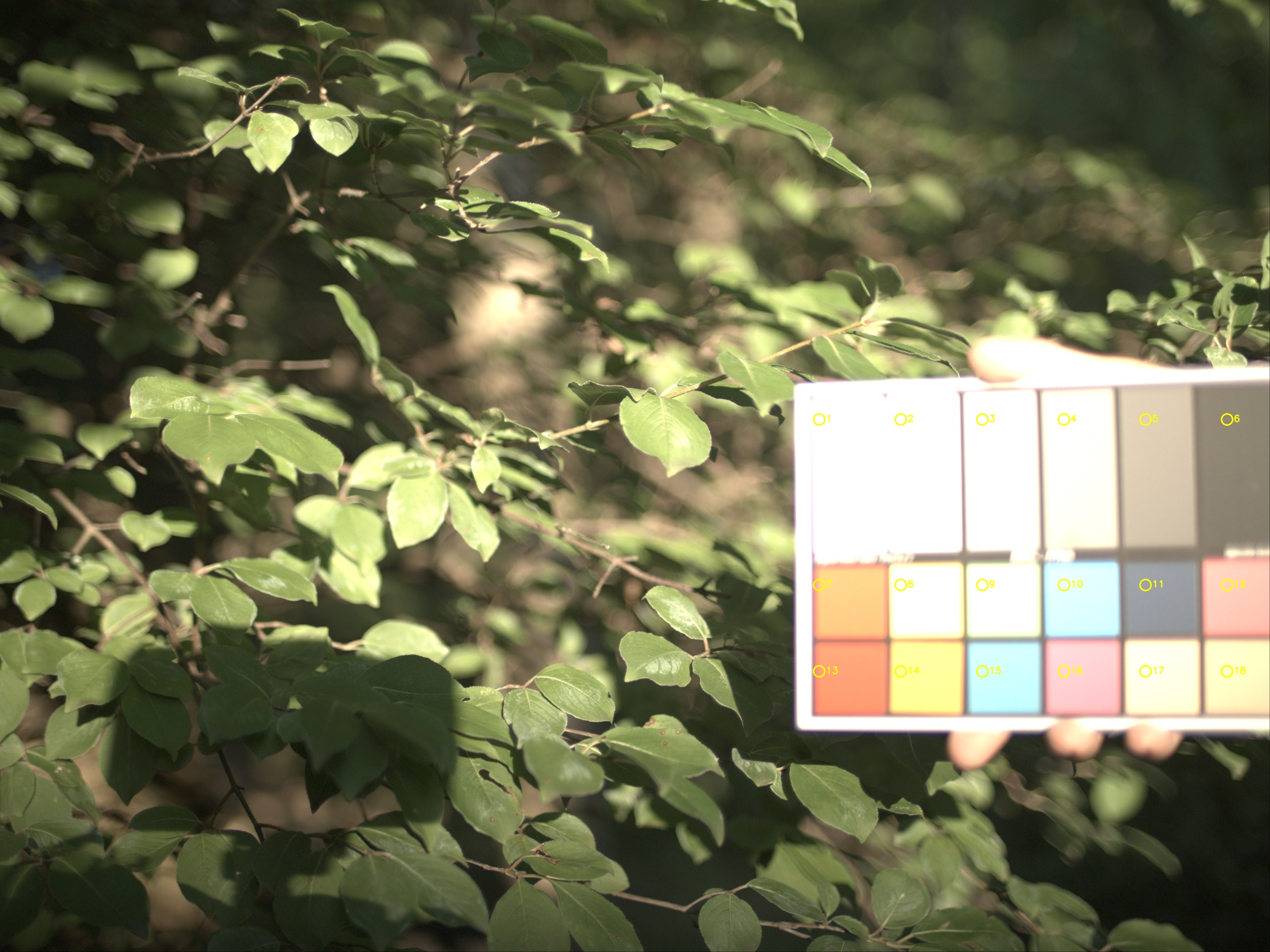 Safe interior sampling of the mildly defocused DKC-Pro chart in T005 frame 160