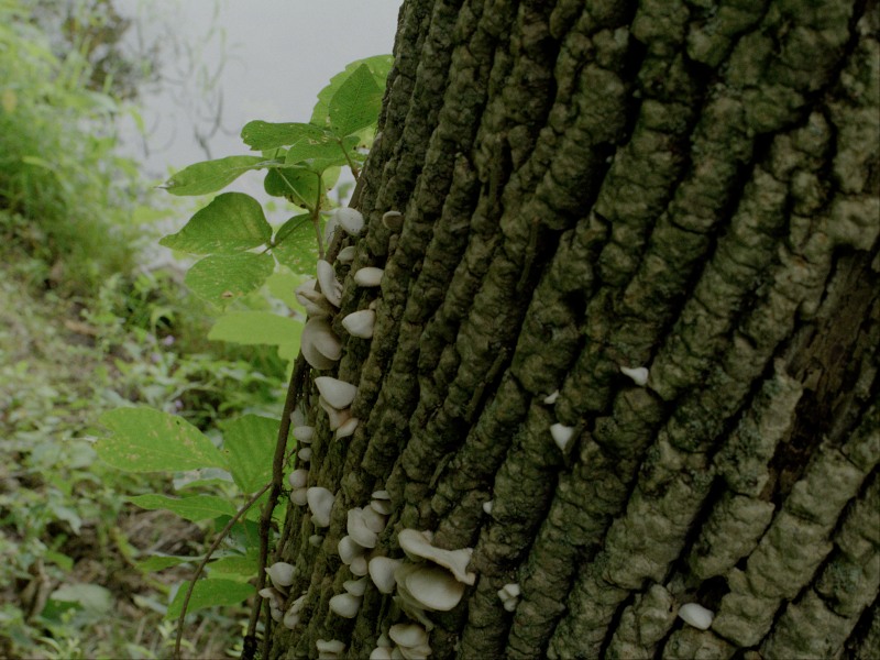 2K DI / BLU-RAY: T020 · 中性灰阶约束的Period 2K / Rec.709蓝光